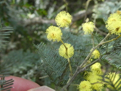 Acacia dealbata