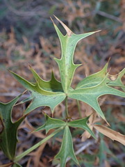 Berberis harrisoniana