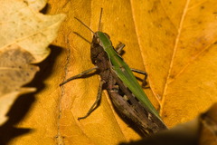 Omocestus
