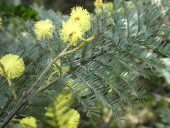 Acacia dealbata