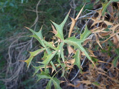 Berberis harrisoniana