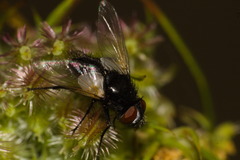 Leucostomatini