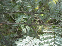 Acacia dealbata