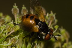 Gymnosoma rotundatum