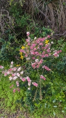 Hypocalymma angustifolium