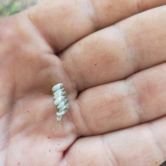 Arthropoda