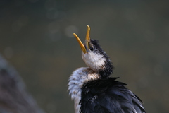 Microcarbo melanoleucos