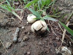 Lycoperdon