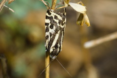 Acontia trabealis