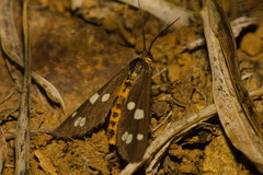 Dysauxes punctata