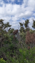 Phylidonyris novaehollandiae