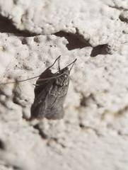 Pyraloidea