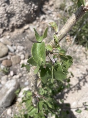 Jatropha cinerea