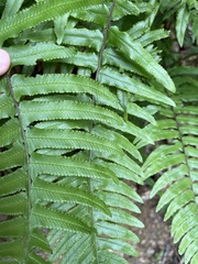 Microlepia hookeriana