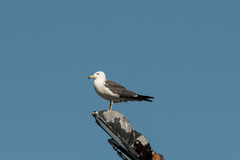 Larus crassirostris