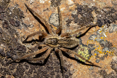 Dolomedes dondalei