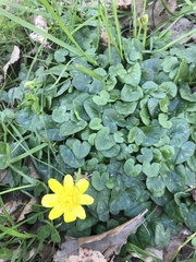 Ficaria verna