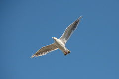 Larus schistisagus