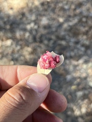 Andricus crystallinus