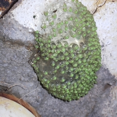 Agalychnis dacnicolor