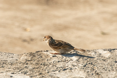 Passer montanus