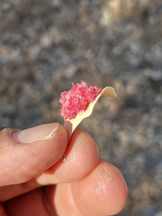 Andricus crystallinus