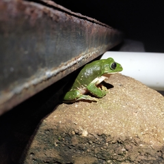 Agalychnis dacnicolor