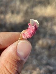 Andricus crystallinus