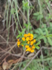 Tagetes lucida