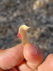 Andricus crystallinus