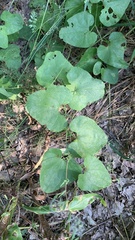 Aristolochia clematitis