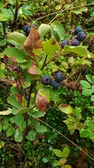 Amelanchier alnifolia