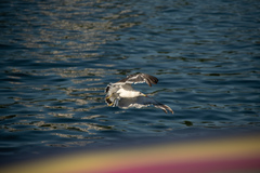 Larus crassirostris