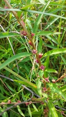 Ludwigia polycarpa