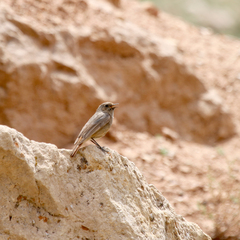 Phoenicurus phoenicurus