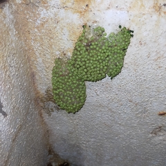 Agalychnis dacnicolor