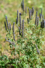 Nepeta multifida