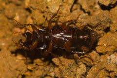 Harpalus