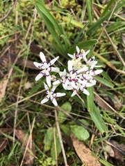 Wurmbea dioica