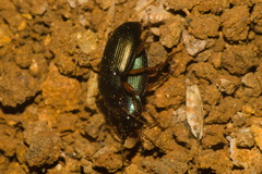 Harpalus