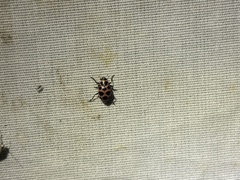 Coleomegilla maculata