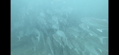 Caranx sexfasciatus