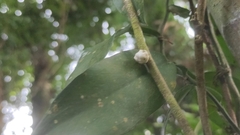 Ceroplastes