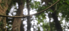 Ceroplastes
