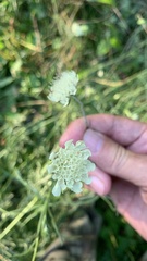 Scabiosa ochroleuca