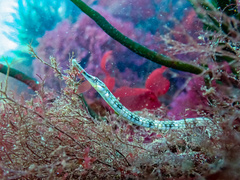 Syngnathus temminckii