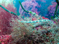 Syngnathus temminckii