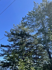 Pinus tabuliformis