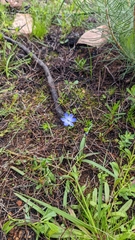 Chamaescilla corymbosa