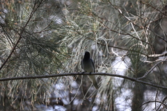 Coracina novaehollandiae